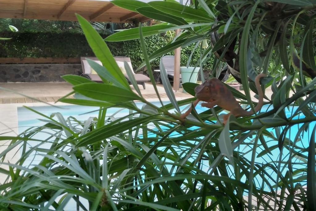 Villa Baies Roses Saint-Leu Kültér fotó